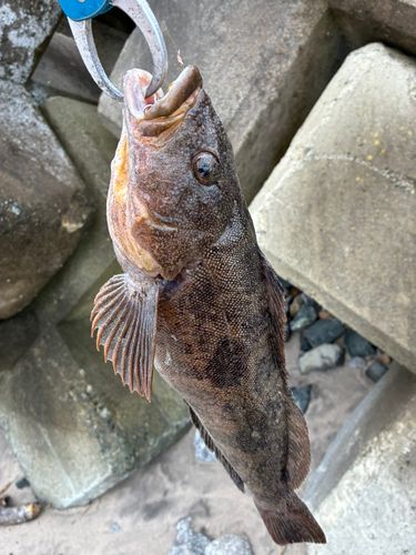 アイナメの釣果