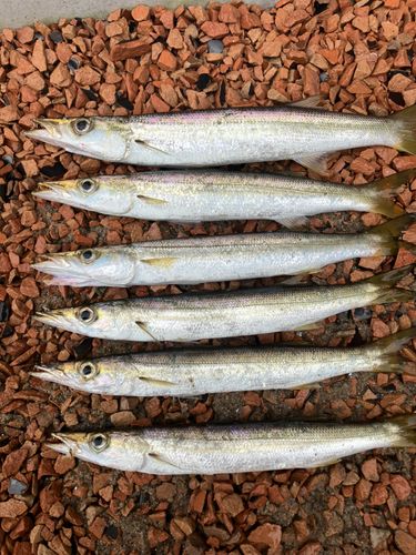 カマスの釣果