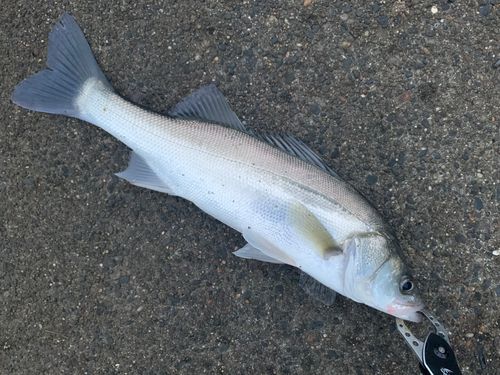 霞ヶ浦