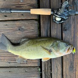 ラージマウスバス