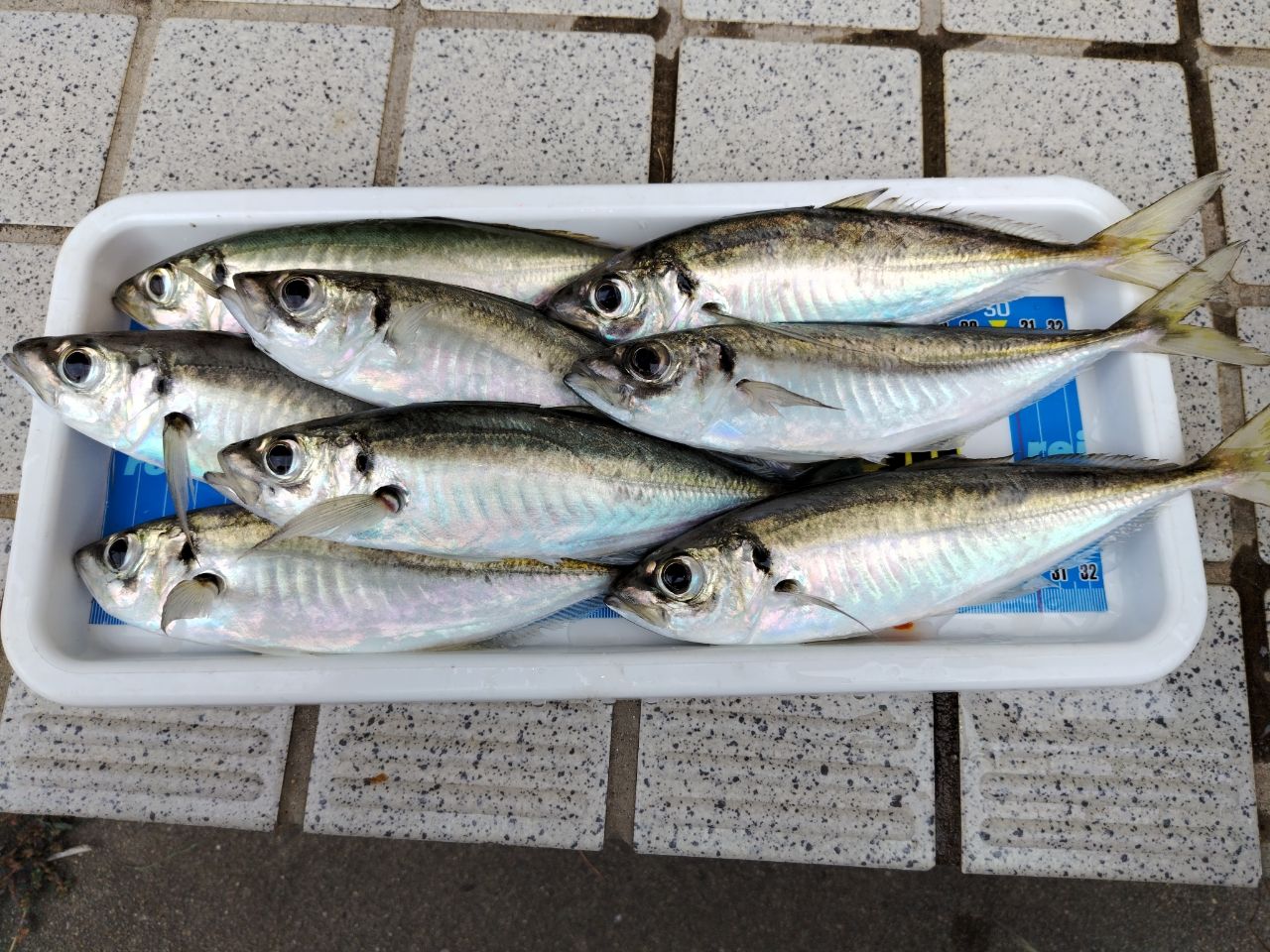 アジ