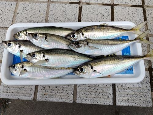 アジの釣果