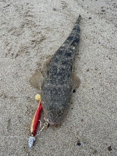 マゴチの釣果