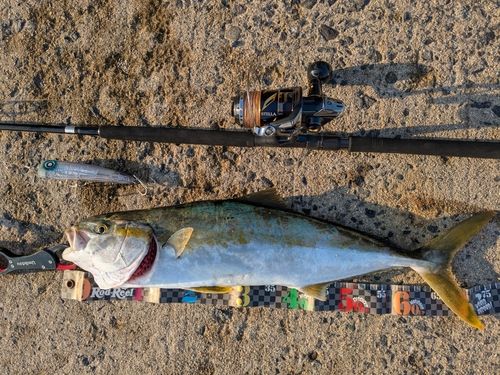 ヒラマサの釣果