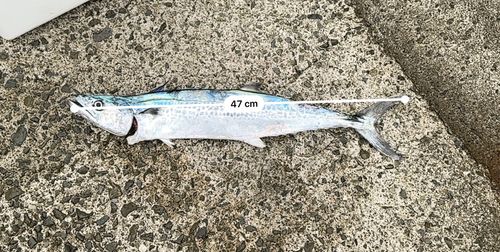 サゴシの釣果
