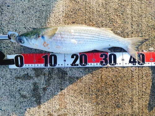 ボラの釣果