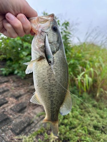 ラージマウスバスの釣果