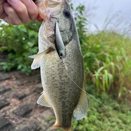 ラージマウスバス