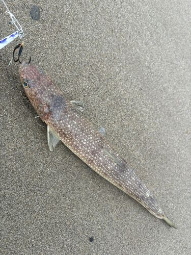 エソの釣果