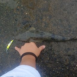 マゴチ