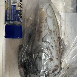 アオリイカ