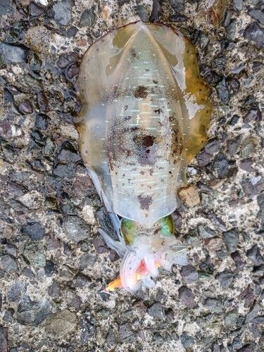 アオリイカの釣果