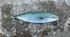 ハマチの釣果