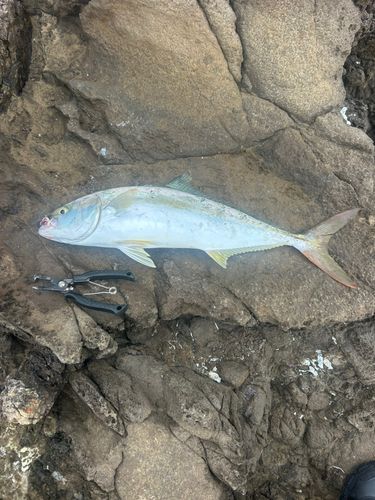 ヒラマサの釣果