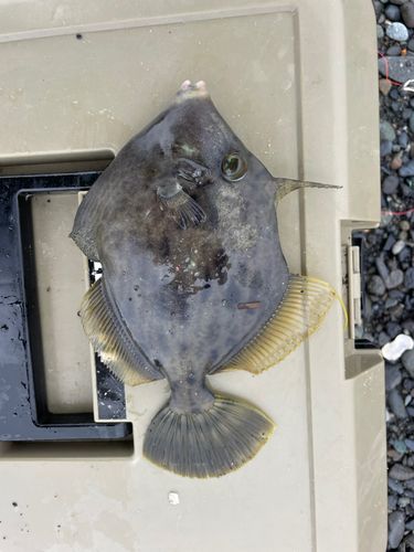 カワハギの釣果