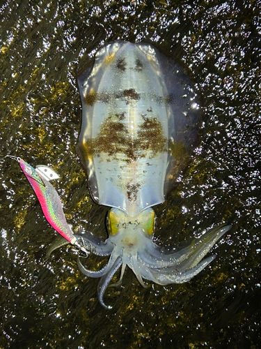 ダツの釣果