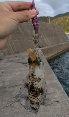 アオリイカの釣果