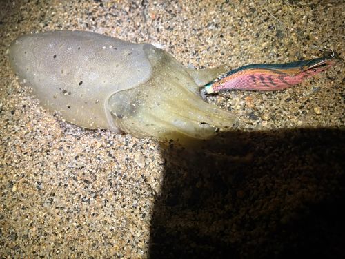 コウイカの釣果