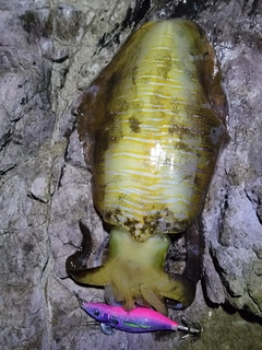 アオリイカの釣果