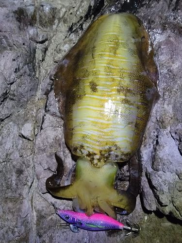 アオリイカの釣果