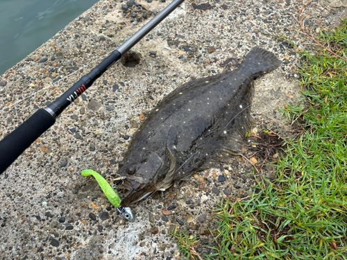 ヒラメの釣果