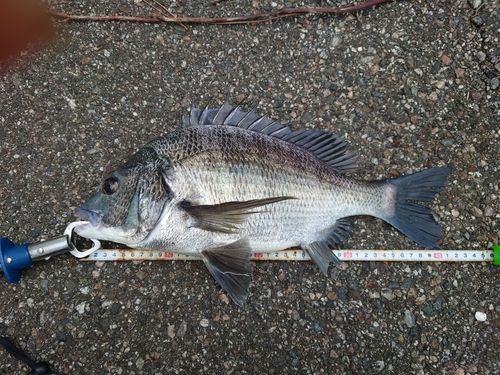 クロダイの釣果