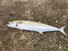 サゴシの釣果