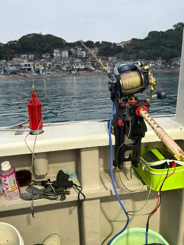 カツオの釣果