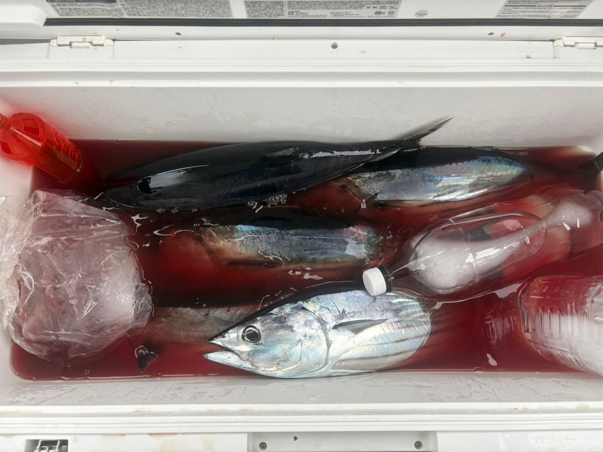 ルナパパさんの釣果 2枚目の画像