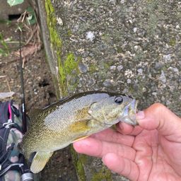 スモールマウスバス