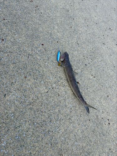 エソの釣果