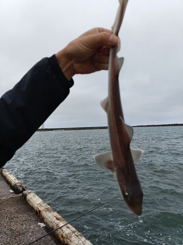 ホシザメの釣果