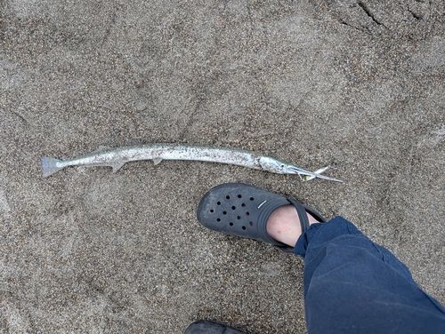 ダツの釣果