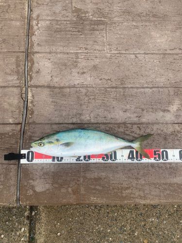 イナダの釣果