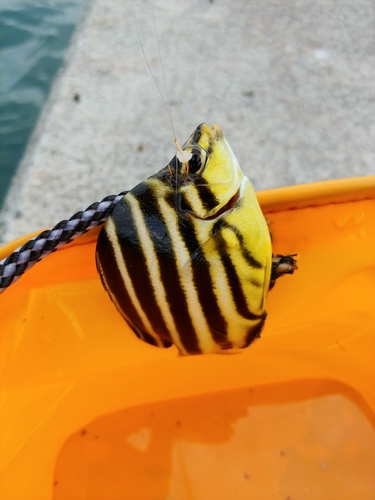 カゴカキダイの釣果