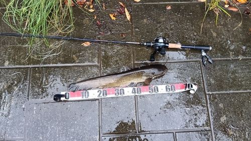 ナマズの釣果