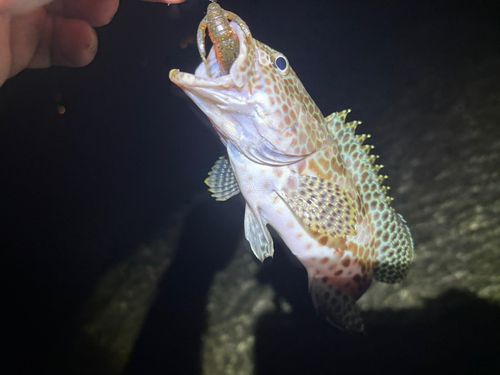 釣果