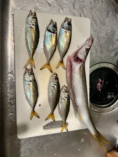 カマスの釣果
