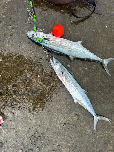 サゴシの釣果