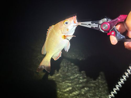 釣果