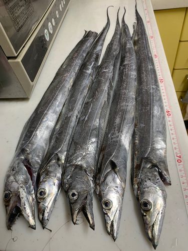 タチウオの釣果