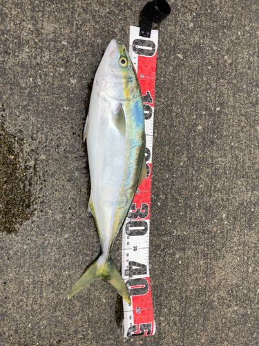 イナダの釣果