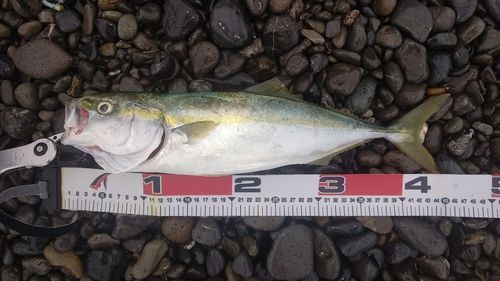 イナダの釣果