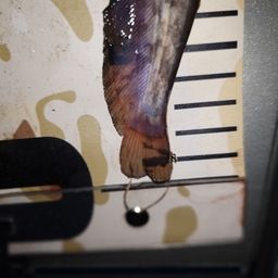 ナマズ