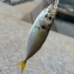 タチウオ