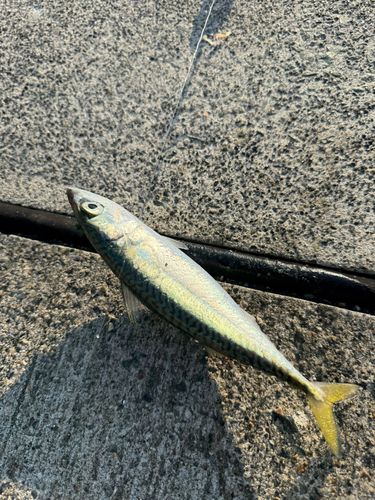 サバの釣果