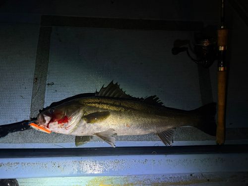 シーバスの釣果