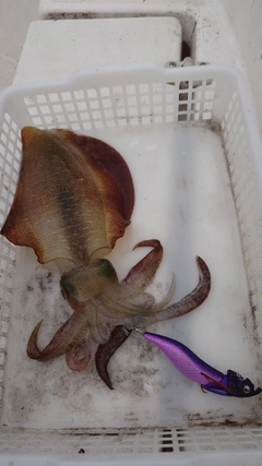 アオリイカの釣果