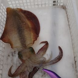 アオリイカ