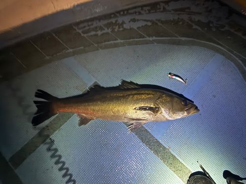 シーバスの釣果